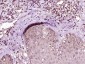 phospho-HSP70 (Tyr525) Rabbit pAb